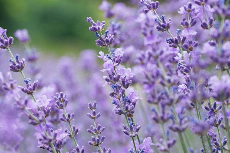 Lavender, Marigolds, Citronella Grass, Petunias, Rosemary, Scented Geraniums, Bay Laurel