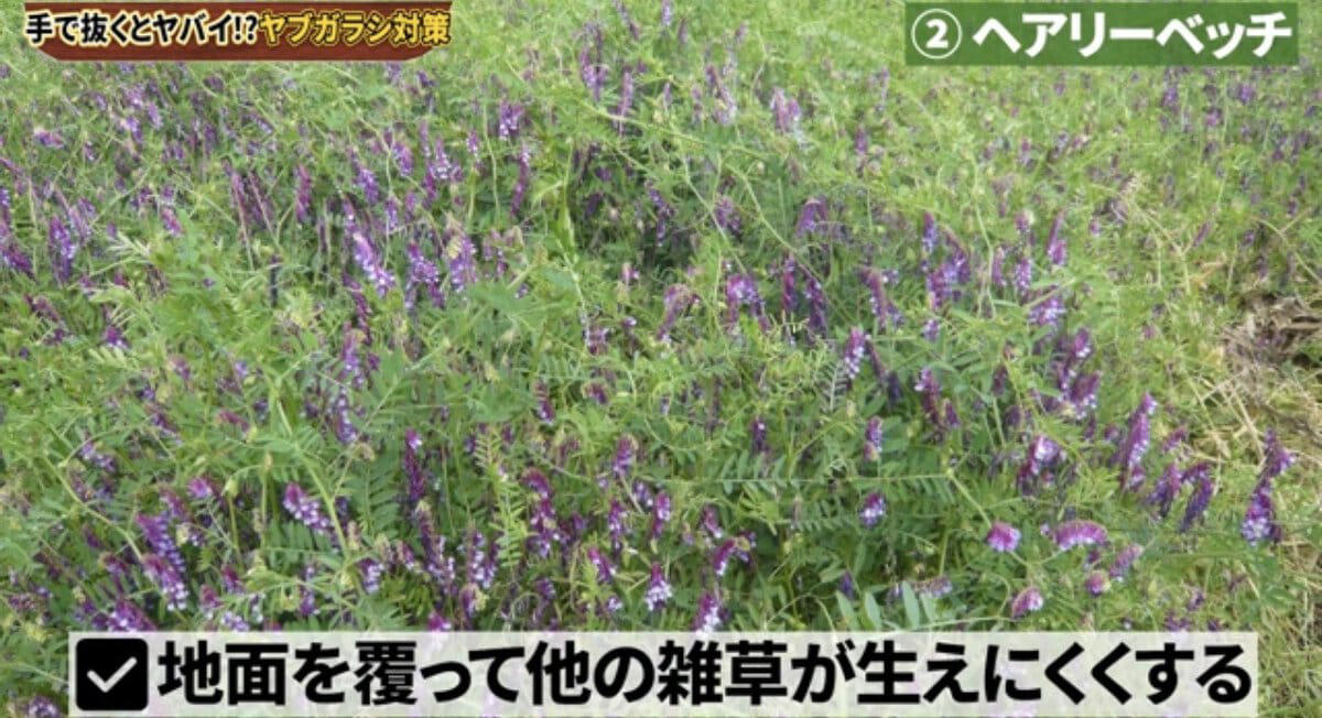 ヤブガラシは“抜けばいい”雑草ではない , ヤブガラシってどんな雑草？, ヤブガラシを手で抜くとどうなる？, ヤブガラシ対策は「拡がる前」が大切, 対策① マルチング, 対策②ヘアリーベッチ, 番外編：ツルを巻いて弱らせる方法も, ヤブガラシ対策チェックリスト, 【まとめ】“抜く”より“広げない”対策を