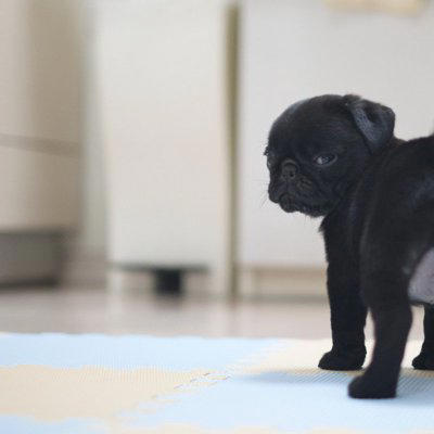 犬を「あだ名」で呼んではいけない3つの理由, 1.名前を自分のことだと認識できなくなる, 2.いざという時の反応が遅れる, 3.しつけの効率が下がってしまう, あだ名で呼ぶことの具体的なデメリット, 犬が覚えやすい「名付け」のコツ, すでにあだ名で呼んでいる場合の対処法