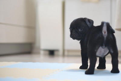 犬を「あだ名」で呼んではいけない3つの理由, 1.名前を自分のことだと認識できなくなる, 2.いざという時の反応が遅れる, 3.しつけの効率が下がってしまう, あだ名で呼ぶことの具体的なデメリット, 犬が覚えやすい「名付け」のコツ, すでにあだ名で呼んでいる場合の対処法
