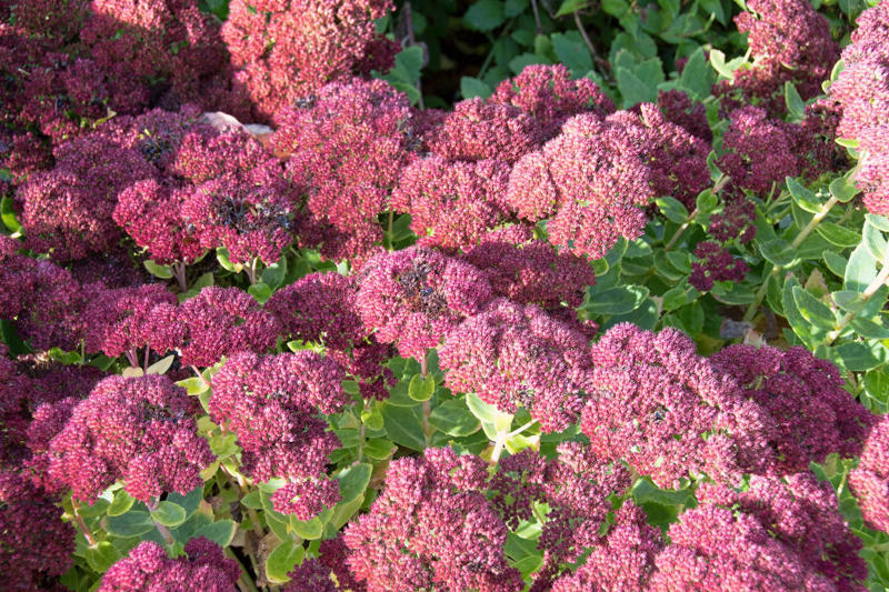Asters, Bee Balm, Sedum, Catmint, Spirea, Redbud, Azalea, Forsythia