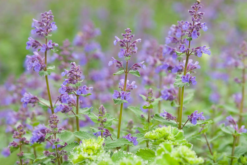 Asters, Bee Balm, Sedum, Catmint, Spirea, Redbud, Azalea, Forsythia