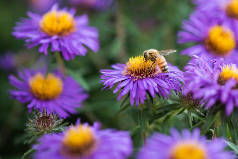 Asters, Bee Balm, Sedum, Catmint, Spirea, Redbud, Azalea, Forsythia