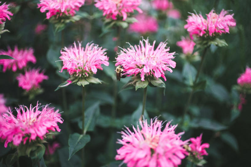 Asters, Bee Balm, Sedum, Catmint, Spirea, Redbud, Azalea, Forsythia