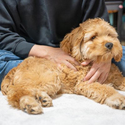 犬が『背中を向けて座る』心理５選, 1.最大の信頼を寄せている, 2.安心してリラックスしている, 4.「おしりを撫でて」と言っている, 5.飼い主を守ろうとしている, 犬が背中を向けてきたときの飼い主の対応