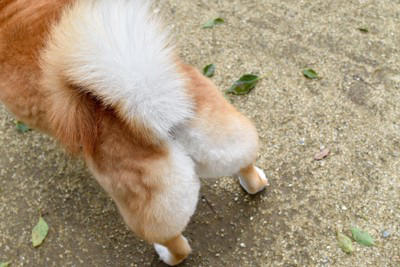 犬が『背中を向けて座る』心理５選, 1.最大の信頼を寄せている, 2.安心してリラックスしている, 4.「おしりを撫でて」と言っている, 5.飼い主を守ろうとしている, 犬が背中を向けてきたときの飼い主の対応