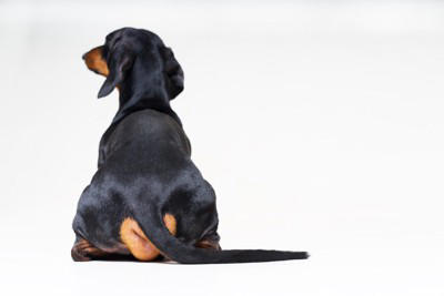 犬が『背中を向けて座る』心理５選, 1.最大の信頼を寄せている, 2.安心してリラックスしている, 4.「おしりを撫でて」と言っている, 5.飼い主を守ろうとしている, 犬が背中を向けてきたときの飼い主の対応