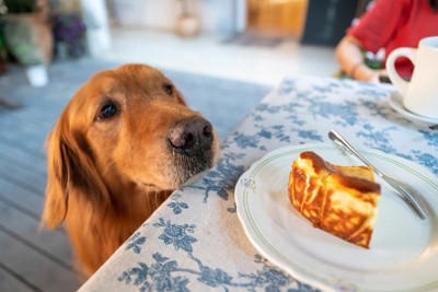 犬が人間のごはんを見てくる理由3つ, 1.好奇心から観察している, 2.おすそ分けを期待している, 3.仲間に入りたいと思っている, 食事中に絶対してはいけないタブー行為, 人間の食事を与える, 食事中に犬を構う, 届く場所に食べ物を置く