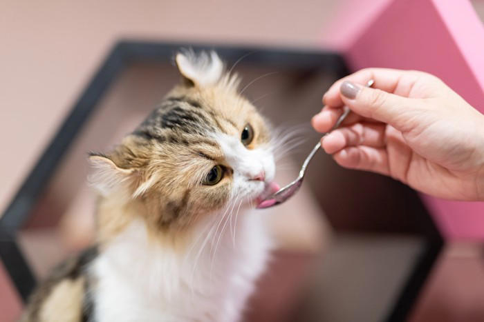 猫が「食べ過ぎた」ときに現れる5つのサイン, 2.お腹がパンパンに張っている, 3.元気がなく、じっとしている, 4.下痢や軟便をする, 5.苦しそうに呼吸をしている, 「たかが食べすぎ」と放置するのが危険な理由, 食べすぎてしまった時の応急処置, 食べすぎを防ぐ3つの予防策