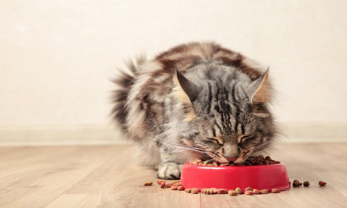 猫が「食べ過ぎた」ときに現れる5つのサイン, 2.お腹がパンパンに張っている, 3.元気がなく、じっとしている, 4.下痢や軟便をする, 5.苦しそうに呼吸をしている, 「たかが食べすぎ」と放置するのが危険な理由, 食べすぎてしまった時の応急処置, 食べすぎを防ぐ3つの予防策