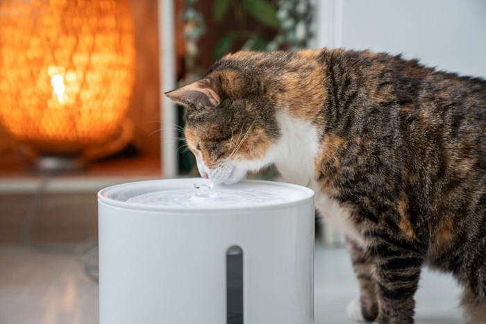 猫が「食べ過ぎた」ときに現れる5つのサイン, 2.お腹がパンパンに張っている, 3.元気がなく、じっとしている, 4.下痢や軟便をする, 5.苦しそうに呼吸をしている, 「たかが食べすぎ」と放置するのが危険な理由, 食べすぎてしまった時の応急処置, 食べすぎを防ぐ3つの予防策