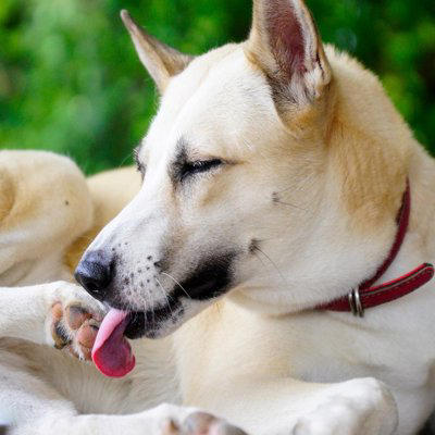 犬が「自分の手足を噛む」5つの理由, 1.皮膚のトラブル（アレルギーや乾燥）, 3.退屈やストレス, 4.手足が汚れている, そのまま様子を見ても大丈夫？, 病院へ行くべきサイン, 飼い主ができる対策とケア