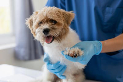 犬が「自分の手足を噛む」5つの理由, 1.皮膚のトラブル（アレルギーや乾燥）, 3.退屈やストレス, 4.手足が汚れている, そのまま様子を見ても大丈夫？, 病院へ行くべきサイン, 飼い主ができる対策とケア