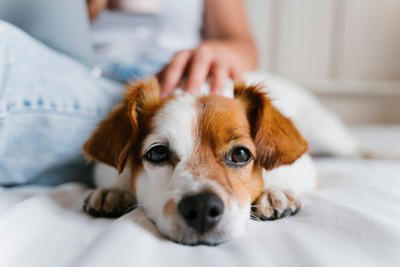 犬が嫌がる『スキンシップ』５選, 1.体の先端を無遠慮に触る, 2.頭上から触る, 3.見えない場所から突然触れる, 4.強い力で抱き締める, 5.気分でないときにしつこく触れる, 犬が喜ぶスキンシップは？正しい接し方を解説