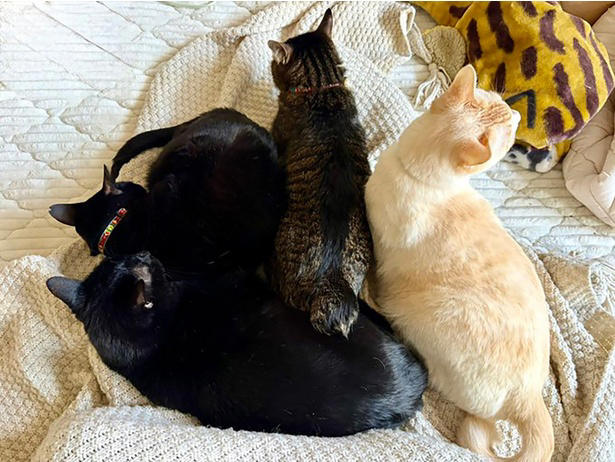 話題になったポストへの感想は？, 4匹の猫達と暮らすキョウさん, 食事のチェックは欠かさない！好奇心旺盛なオコジョくん, 仲が良くて賑やか！4匹の性格や関係性, これからもずっと仲良く…！先日誕生日を迎えた元末っ子猫くん