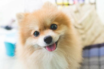 犬が嬉しそうな顔をしているときの心理3つ, 1.喜びや楽しさを感じている, 2.愛情を伝えている, 3.リラックスしている, 犬が笑顔になっているときの注意点