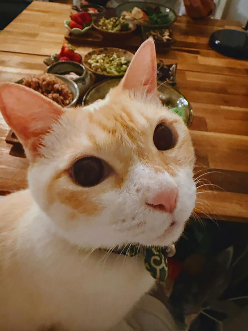 話題になったポストへの感想は？, 4匹の猫達と暮らすキョウさん, 食事のチェックは欠かさない！好奇心旺盛なオコジョくん, 仲が良くて賑やか！4匹の性格や関係性, これからもずっと仲良く…！先日誕生日を迎えた元末っ子猫くん