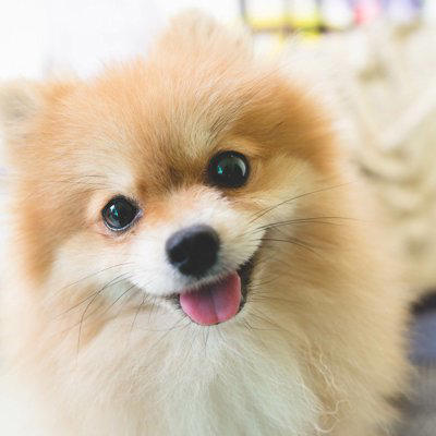 犬が嬉しそうな顔をしているときの心理3つ, 1.喜びや楽しさを感じている, 2.愛情を伝えている, 3.リラックスしている, 犬が笑顔になっているときの注意点