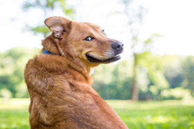 犬が嬉しそうな顔をしているときの心理3つ, 1.喜びや楽しさを感じている, 2.愛情を伝えている, 3.リラックスしている, 犬が笑顔になっているときの注意点