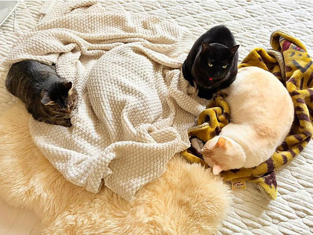 話題になったポストへの感想は？, 4匹の猫達と暮らすキョウさん, 食事のチェックは欠かさない！好奇心旺盛なオコジョくん, 仲が良くて賑やか！4匹の性格や関係性, これからもずっと仲良く…！先日誕生日を迎えた元末っ子猫くん