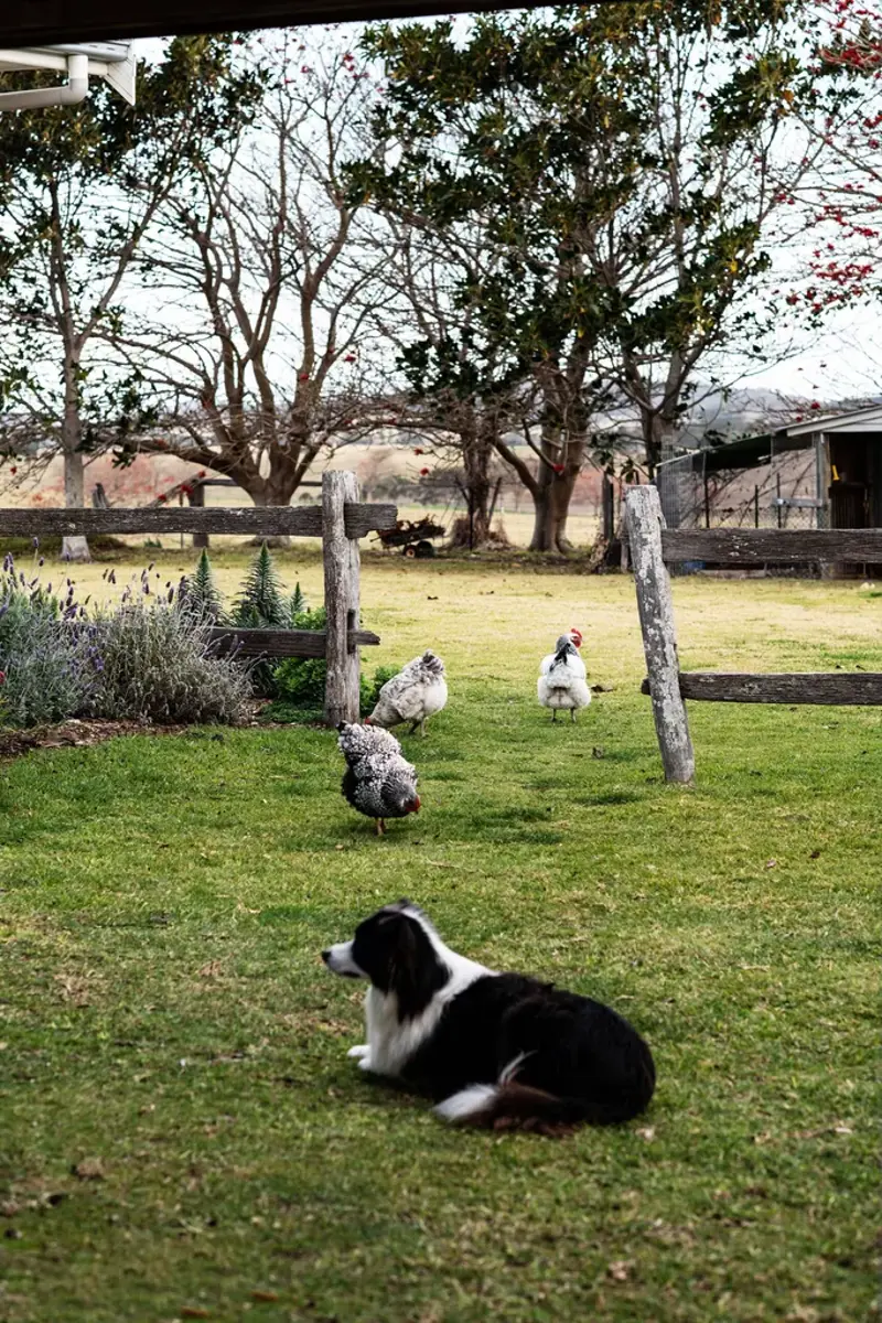 Road trips with the most dog-friendly stops, Safest dog-friendly road trips , Best road trips with dog-friendly climates, Most photogenic dog-friendly road trips, Best dog-friendly road trip in Australia