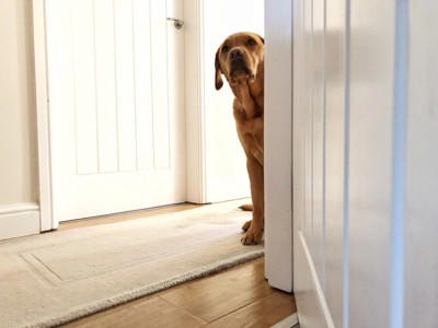 犬が『信用していない人』にみせるサイン５選, 1.自分から近くに寄ってこない, 2.触ろうとすると嫌がる, 3.視線を逸らす／遠くから監視する, 4.背中を見せない, 5.呼ばれても反応しない, 愛犬との信頼関係が崩壊する飼い主のNG態度, 愛犬との信頼関係を構築するヒント