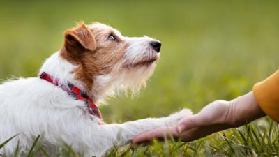 犬が『信用していない人』にみせるサイン５選, 1.自分から近くに寄ってこない, 2.触ろうとすると嫌がる, 3.視線を逸らす／遠くから監視する, 4.背中を見せない, 5.呼ばれても反応しない, 愛犬との信頼関係が崩壊する飼い主のNG態度, 愛犬との信頼関係を構築するヒント