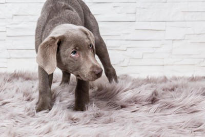 犬が『信用していない人』にみせるサイン５選, 1.自分から近くに寄ってこない, 2.触ろうとすると嫌がる, 3.視線を逸らす／遠くから監視する, 4.背中を見せない, 5.呼ばれても反応しない, 愛犬との信頼関係が崩壊する飼い主のNG態度, 愛犬との信頼関係を構築するヒント