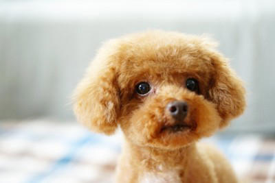 犬が『信用していない人』にみせるサイン５選, 1.自分から近くに寄ってこない, 2.触ろうとすると嫌がる, 3.視線を逸らす／遠くから監視する, 4.背中を見せない, 5.呼ばれても反応しない, 愛犬との信頼関係が崩壊する飼い主のNG態度, 愛犬との信頼関係を構築するヒント