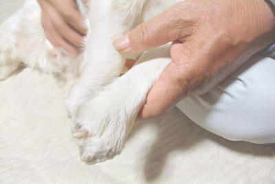犬が「自分の手足を噛む」5つの理由, 1.皮膚のトラブル（アレルギーや乾燥）, 3.退屈やストレス, 4.手足が汚れている, そのまま様子を見ても大丈夫？, 病院へ行くべきサイン, 飼い主ができる対策とケア