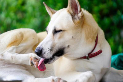 犬が「自分の手足を噛む」5つの理由, 1.皮膚のトラブル（アレルギーや乾燥）, 3.退屈やストレス, 4.手足が汚れている, そのまま様子を見ても大丈夫？, 病院へ行くべきサイン, 飼い主ができる対策とケア