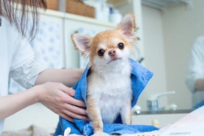 犬が「自分の手足を噛む」5つの理由, 1.皮膚のトラブル（アレルギーや乾燥）, 3.退屈やストレス, 4.手足が汚れている, そのまま様子を見ても大丈夫？, 病院へ行くべきサイン, 飼い主ができる対策とケア