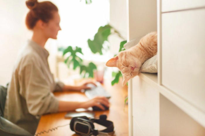 愛情を確かめているときの行動5選, 3.イタズラする, 4.突然のプレゼント, 5.なでられ待ち, 愛情を確認したがる理由, 上手な応え方のコツ