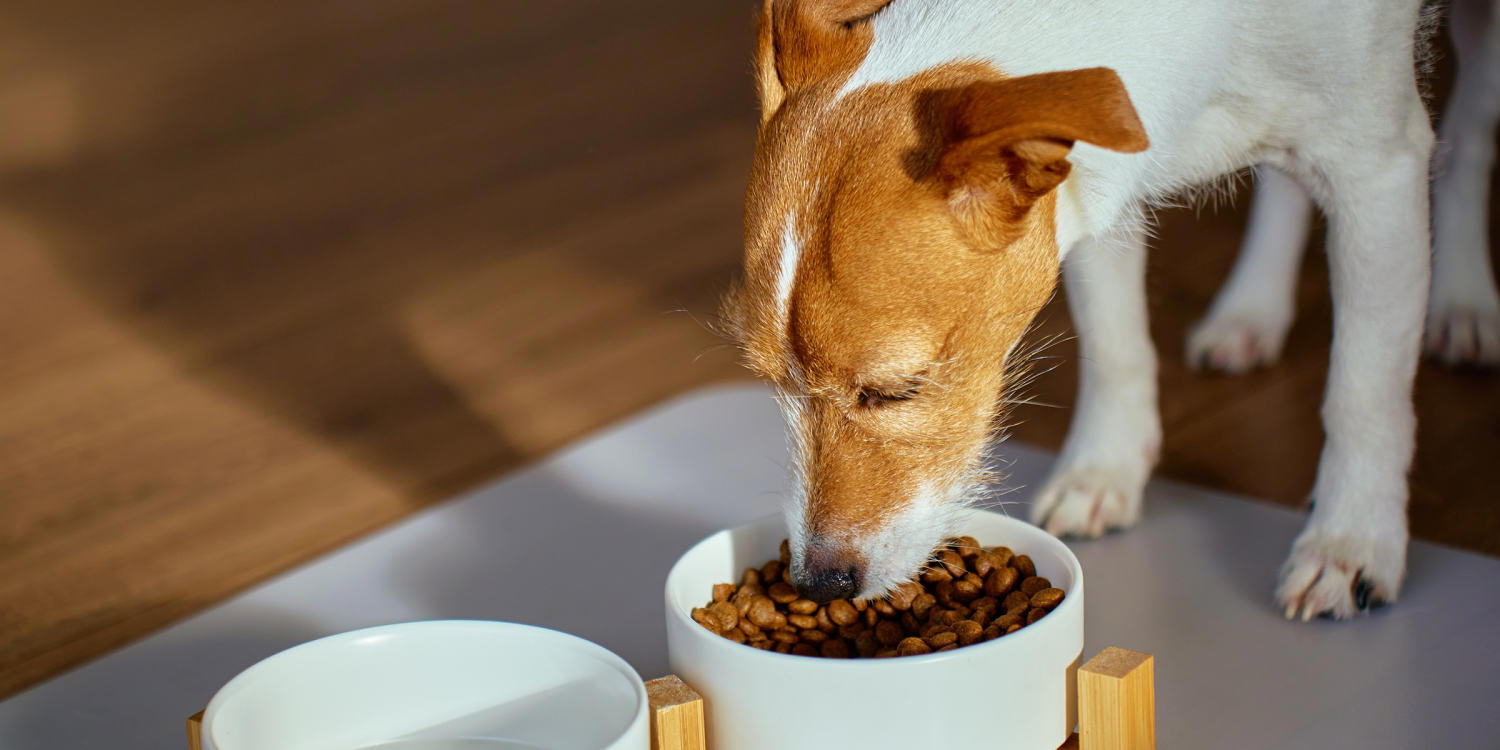 Best dry dog food of 2026, How I picked the best dry dog food, How to shop for the best dry dog food, Frequently asked questions, Meet our veterinary experts, Why trust NBC Select?