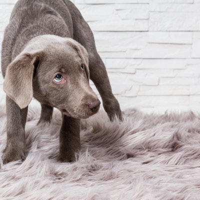 犬が『信用していない人』にみせるサイン５選, 1.自分から近くに寄ってこない, 2.触ろうとすると嫌がる, 3.視線を逸らす／遠くから監視する, 4.背中を見せない, 5.呼ばれても反応しない, 愛犬との信頼関係が崩壊する飼い主のNG態度, 愛犬との信頼関係を構築するヒント