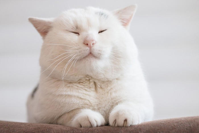 性別で異なる『猫の顔立ち』のポイント3つ, 3.目元や表情の印象, 顔立ちから性別を見分けるときのコツ, 顔立ちの違いを知るメリットと活かし方