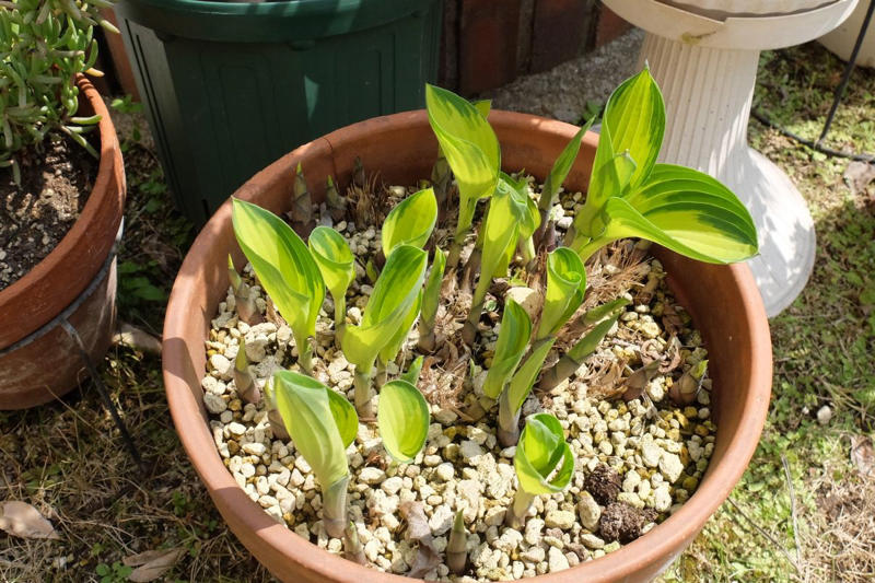 この記事で紹介する「植えてよかった」日なた＆半日陰の頼れる多年草・球根植物5つ, 植えっぱなしで毎年咲く、下向きの白い小花が愛らしい「スノーフレーク」, 春になると新しい葉が出てくるのが楽しみ「ホスタ（ギボウシ）」, ツヤツヤの大きな葉が春にぐんぐん育つ「ツワブキ」, 星型の花が可愛らしい「ハナニラ（イフェイオン）」, こぼれ種から育てて花が咲いた「クリスマスローズ」, 【ガーデニング豆知識】日なた、日陰、半日陰、明るい日陰とは？
