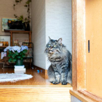 猫が飼い主さんの帰りを『玄関で待っている』理由4選, 1.安心したいから, 2.「いいことがある」と期待しているから, 3.飼い主さんのニオイをチェックしたいから, 4.扉が開くチャンスだから, どうして分かる？猫が飼い主さんの帰宅を勘付くワケ