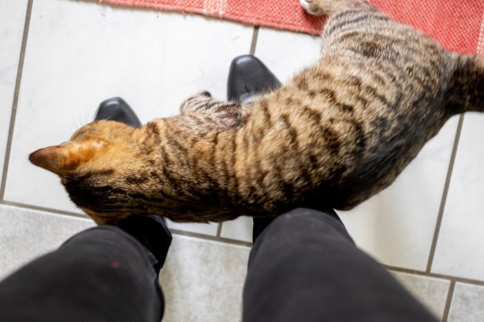 猫が飼い主さんの帰りを『玄関で待っている』理由4選, 1.安心したいから, 2.「いいことがある」と期待しているから, 3.飼い主さんのニオイをチェックしたいから, 4.扉が開くチャンスだから, どうして分かる？猫が飼い主さんの帰宅を勘付くワケ