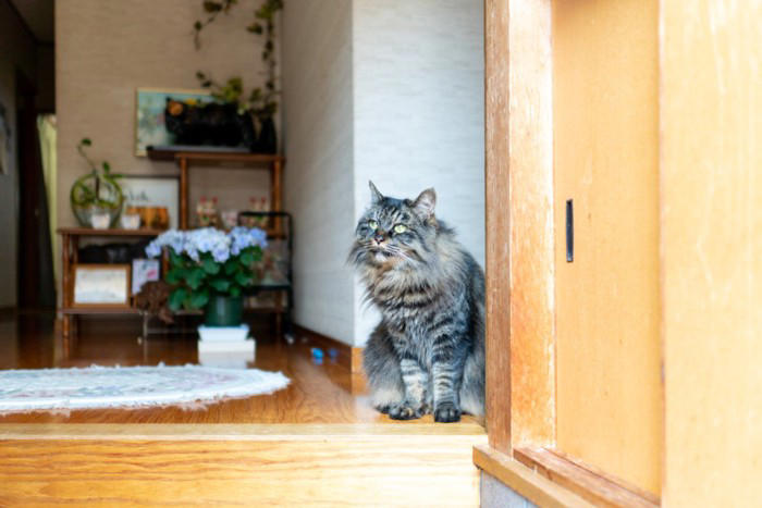 猫が飼い主さんの帰りを『玄関で待っている』理由4選, 1.安心したいから, 2.「いいことがある」と期待しているから, 3.飼い主さんのニオイをチェックしたいから, 4.扉が開くチャンスだから, どうして分かる？猫が飼い主さんの帰宅を勘付くワケ