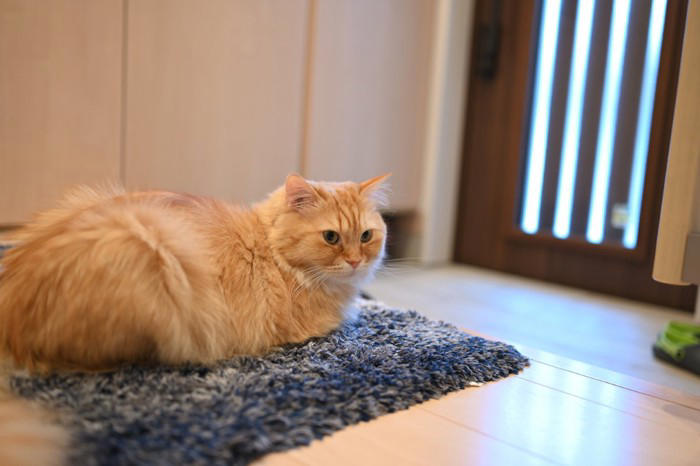 猫が飼い主さんの帰りを『玄関で待っている』理由4選, 1.安心したいから, 2.「いいことがある」と期待しているから, 3.飼い主さんのニオイをチェックしたいから, 4.扉が開くチャンスだから, どうして分かる？猫が飼い主さんの帰宅を勘付くワケ