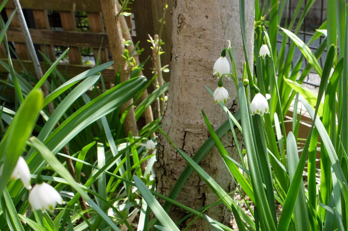 この記事で紹介する「植えてよかった」日なた＆半日陰の頼れる多年草・球根植物5つ, 植えっぱなしで毎年咲く、下向きの白い小花が愛らしい「スノーフレーク」, 春になると新しい葉が出てくるのが楽しみ「ホスタ（ギボウシ）」, ツヤツヤの大きな葉が春にぐんぐん育つ「ツワブキ」, 星型の花が可愛らしい「ハナニラ（イフェイオン）」, こぼれ種から育てて花が咲いた「クリスマスローズ」, 【ガーデニング豆知識】日なた、日陰、半日陰、明るい日陰とは？