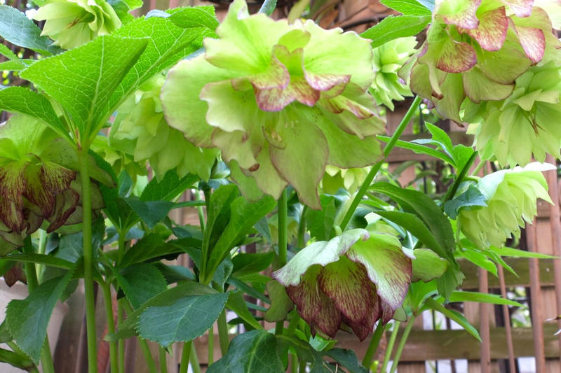 この記事で紹介する「植えてよかった」日なた＆半日陰の頼れる多年草・球根植物5つ, 植えっぱなしで毎年咲く、下向きの白い小花が愛らしい「スノーフレーク」, 春になると新しい葉が出てくるのが楽しみ「ホスタ（ギボウシ）」, ツヤツヤの大きな葉が春にぐんぐん育つ「ツワブキ」, 星型の花が可愛らしい「ハナニラ（イフェイオン）」, こぼれ種から育てて花が咲いた「クリスマスローズ」, 【ガーデニング豆知識】日なた、日陰、半日陰、明るい日陰とは？
