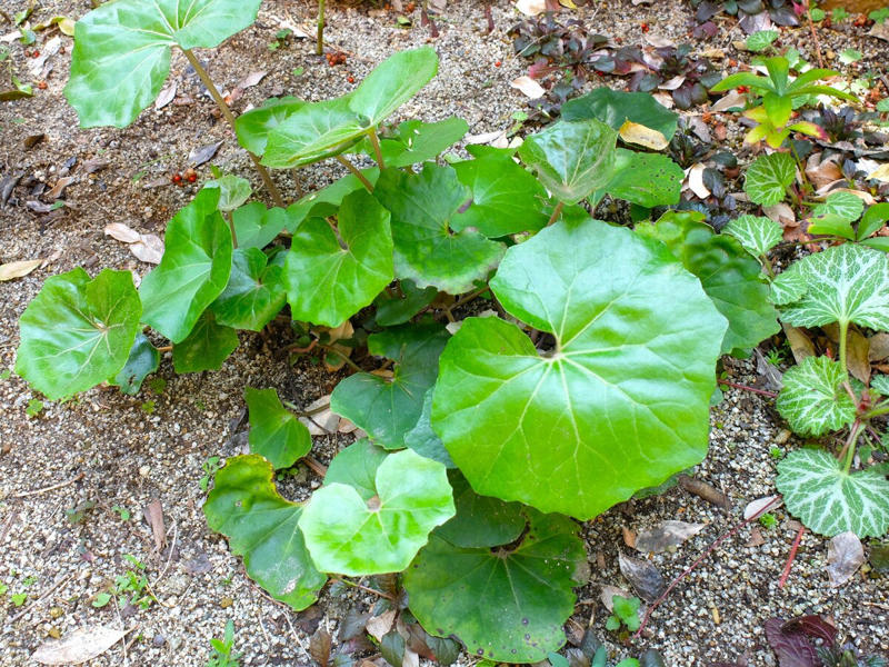 この記事で紹介する「植えてよかった」日なた＆半日陰の頼れる多年草・球根植物5つ, 植えっぱなしで毎年咲く、下向きの白い小花が愛らしい「スノーフレーク」, 春になると新しい葉が出てくるのが楽しみ「ホスタ（ギボウシ）」, ツヤツヤの大きな葉が春にぐんぐん育つ「ツワブキ」, 星型の花が可愛らしい「ハナニラ（イフェイオン）」, こぼれ種から育てて花が咲いた「クリスマスローズ」, 【ガーデニング豆知識】日なた、日陰、半日陰、明るい日陰とは？