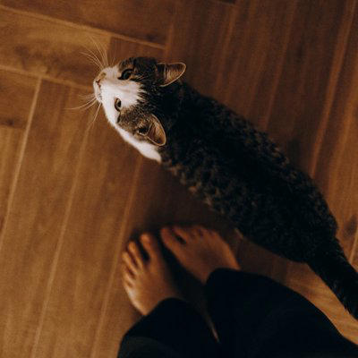 猫が後ろをついてくるときの理由4つ, 1.親愛と信頼（母猫代わり）, 3.縄張り意識と監視, 4.ボディガード, 猫の後追い行動の注意すべきポイントと適切な接し方