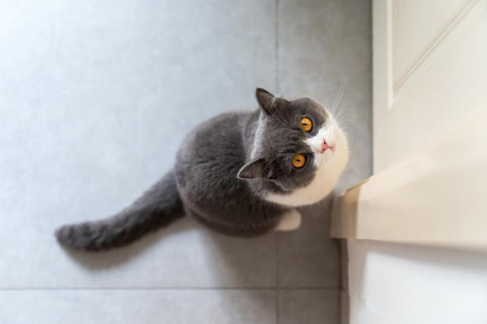 猫が後ろをついてくるときの理由4つ, 1.親愛と信頼（母猫代わり）, 3.縄張り意識と監視, 4.ボディガード, 猫の後追い行動の注意すべきポイントと適切な接し方