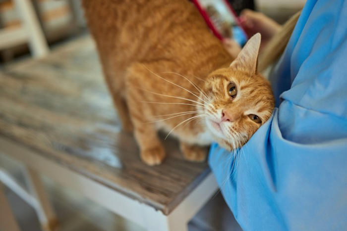猫が後ろをついてくるときの理由4つ, 1.親愛と信頼（母猫代わり）, 3.縄張り意識と監視, 4.ボディガード, 猫の後追い行動の注意すべきポイントと適切な接し方