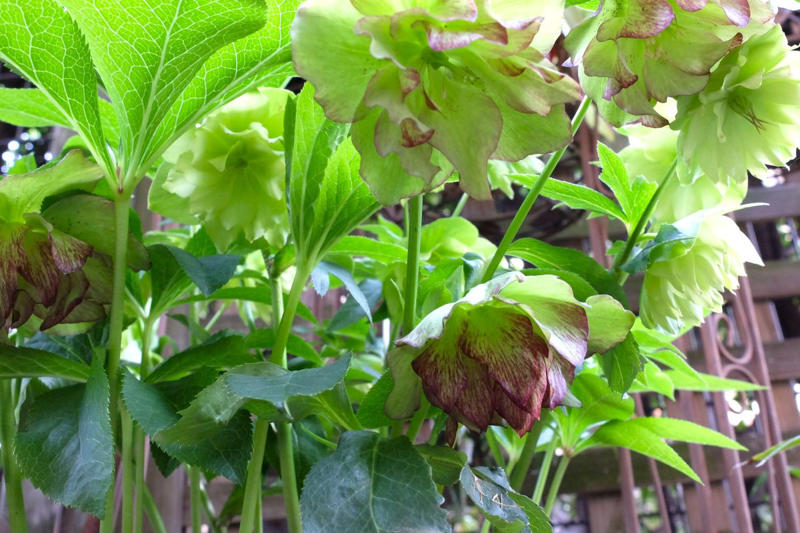 この記事で紹介する「植えてよかった」日なた＆半日陰の頼れる多年草・球根植物5つ, 植えっぱなしで毎年咲く、下向きの白い小花が愛らしい「スノーフレーク」, 春になると新しい葉が出てくるのが楽しみ「ホスタ（ギボウシ）」, ツヤツヤの大きな葉が春にぐんぐん育つ「ツワブキ」, 星型の花が可愛らしい「ハナニラ（イフェイオン）」, こぼれ種から育てて花が咲いた「クリスマスローズ」, 【ガーデニング豆知識】日なた、日陰、半日陰、明るい日陰とは？