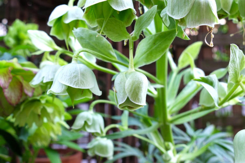 この記事で紹介する「植えてよかった」日なた＆半日陰の頼れる多年草・球根植物5つ, 植えっぱなしで毎年咲く、下向きの白い小花が愛らしい「スノーフレーク」, 春になると新しい葉が出てくるのが楽しみ「ホスタ（ギボウシ）」, ツヤツヤの大きな葉が春にぐんぐん育つ「ツワブキ」, 星型の花が可愛らしい「ハナニラ（イフェイオン）」, こぼれ種から育てて花が咲いた「クリスマスローズ」, 【ガーデニング豆知識】日なた、日陰、半日陰、明るい日陰とは？