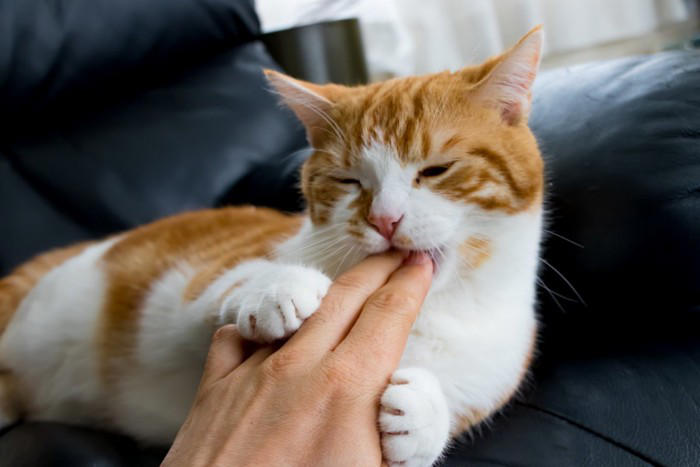 猫が「甘噛み」してくる5つの理由, 1.大好き！という愛情表現, 2.もっと遊んで！というおねだり, 3.「もうやめて」の意思表示, 4.歯がむずがゆい, やめさせるためのコツと適切な対処法, 噛まれた瞬間に「痛い！」と短く伝える, 静かにその場を離れる, 手ではなくおもちゃで遊ぶ, 絶対に叩いたり大きな声で怒鳴ったりしない, 注意が必要な「甘噛み」の見分け方